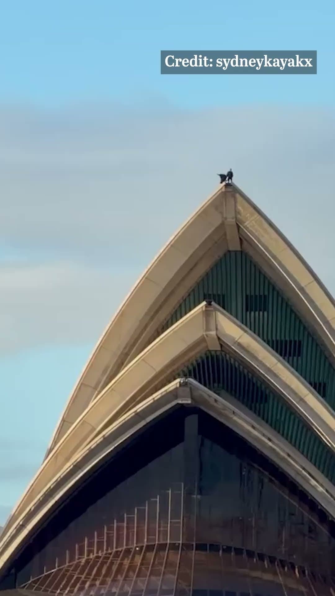 Dark Bird Spotted Atop Sydney Opera House Draws Batman Comparisons
